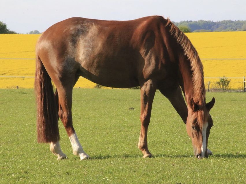 Pferdehof Göttsche-Götze Leistungen