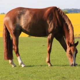 Pferdehof Göttsche-Götze